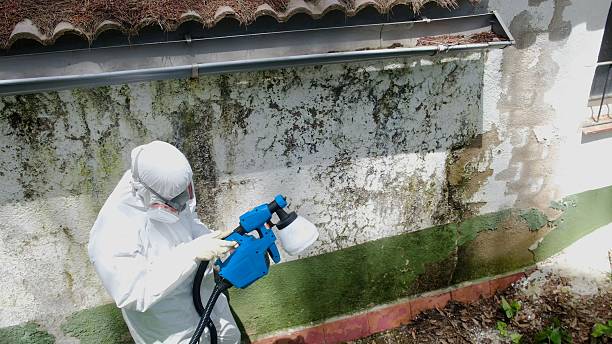 Mold Remediation service in Benson, Benson, NC